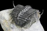 Spiny Cyphaspides Ammari Trilobite - Rare Species #161345-4